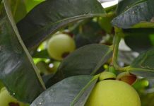 Gỏi gà măng cụt xanh chỉ mùa hè mới có ở Bình Dương