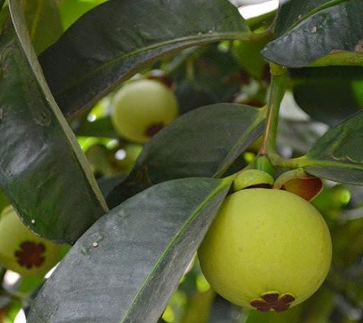 Gỏi gà măng cụt xanh chỉ mùa hè mới có ở Bình Dương