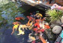 Gợi ý 6 quán cafe sân vườn dành cho những ai mê cá koi ở Bình Dương