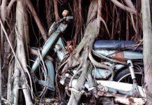 ‘Chuyện tình’ cây cổ thụ quấn chặt xe máy hơn 1/4 thế kỷ ở đất Thủ