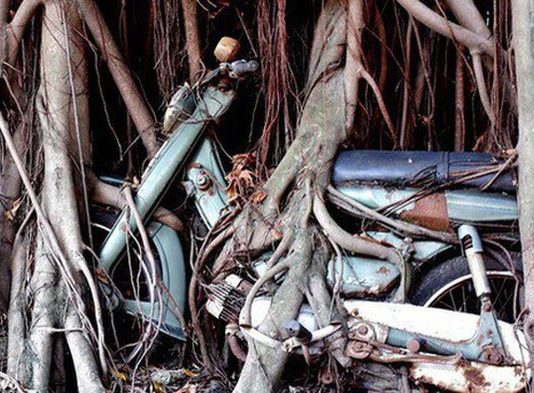 ‘Chuyện tình’ cây cổ thụ quấn chặt xe máy hơn 1/4 thế kỷ ở đất Thủ
