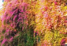 Đại học Thủ Dầu Một đẹp lung linh trong sắc màu hoa giấy