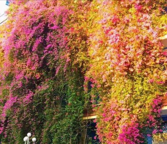 Đại học Thủ Dầu Một đẹp lung linh trong sắc màu hoa giấy