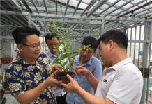 Chiêm ngưỡng giò lan ‘Người đẹp Bình Dương’ được trả giá cả chục tỷ