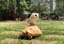 Ông bố Bình Dương làm ‘công viên bò sát tiền sử’ 1.400 m2 cho con