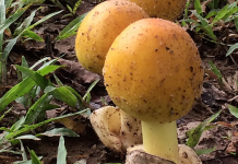 Nấm hột gà đầu mùa giá gần nửa triệu đồng một kg