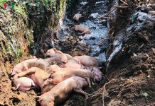 Bình Dương tiêu huỷ hơn 39.000 con heo nhiễm dịch tả Châu Phi