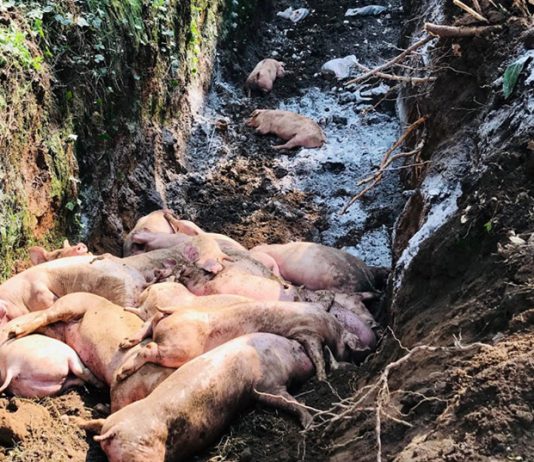 Bình Dương tiêu huỷ hơn 39.000 con heo nhiễm dịch tả Châu Phi