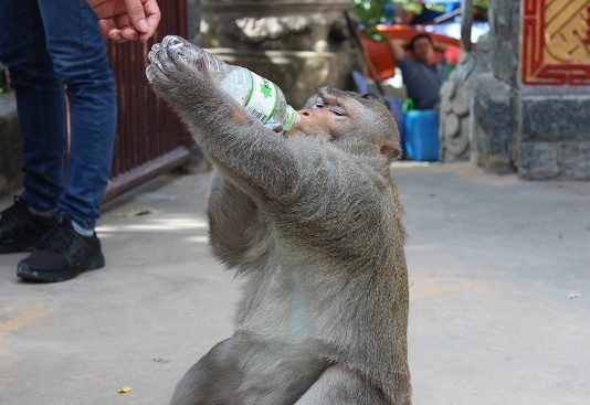 Chùm ảnh: Đàn khỉ kéo tới chùa Châu Thới xin thức ăn, nước uống, rượt đuổi du khách