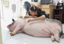 9X Bình Dương nuôi heo làm thú cưng, ăn cùng ngủ cùng