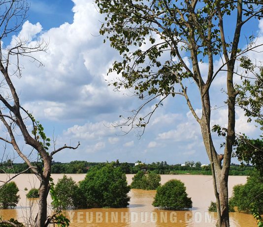 Ngắm bộ ảnh cù lao Bạch Đằng, Tân Uyên tuyệt đẹp giữa mênh mông sông nước