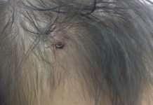 Bình Dương: Bé gái 19 tháng tuổi bị bạn đóng đinh vít vào đầu