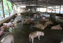 Dầu Tiếng: 5 xã xảy ra bệnh dịch tả heo châu Phi, tiêu huỷ 313 con heo