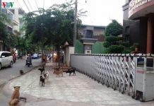 Mỗi tháng có khoảng 1.500 người ở Bình Dương phải điều trị vì bị chó cắn